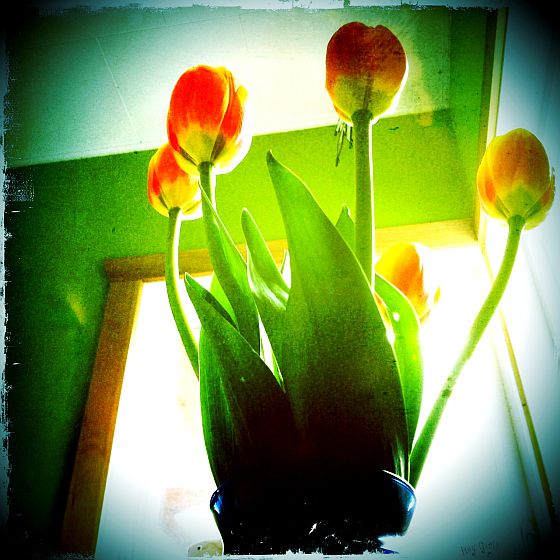 spring tulips